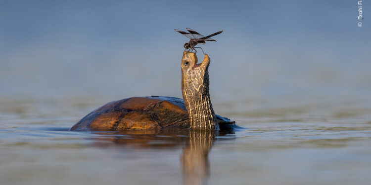 Wildlife Photographer of the Year People’s Choice Award