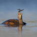 Wildlife Photographer of the Year People’s Choice Award