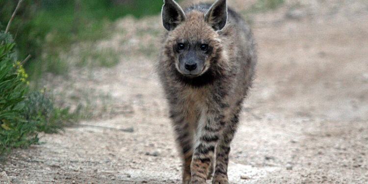 Hyenas: Native to Israel and Largely Misunderstood