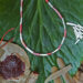 Organic Red Pigment Usage Likely Began in Israel 15,000 years Ago