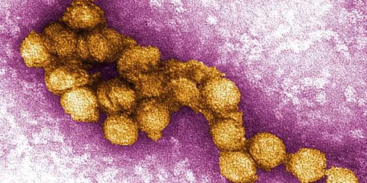 Israel Grapples with Mosquito Illnesses: West Nile and Dengue Fever