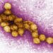 Israel Grapples with Mosquito Illnesses: West Nile and Dengue Fever