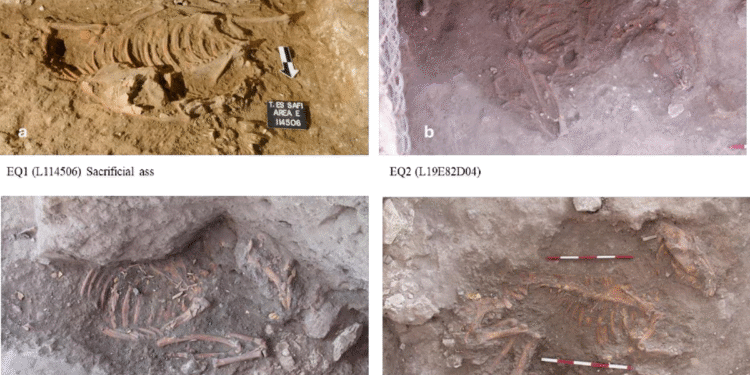 Donkeys From Egypt Found Buried in Israel in Bronze Age Ritual Site